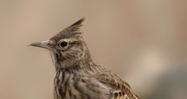 Eurasian skylark