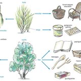 A fűz és a nyár hasznosítása