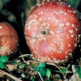 Monilinia-infested apples