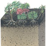 Вертикален профил на почвата на тайгата