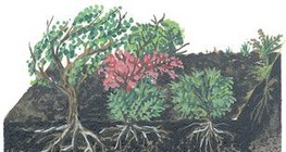 Ground section of the taiga