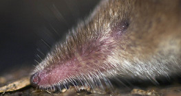 Head of Lesser white-toothed shrew
