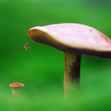 Гъба с паяк