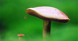 Mushroom and spider