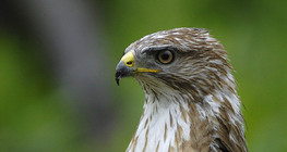 Northern Goshawk portrait