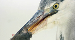 Grey heron with catch