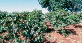 Coffee plantation in Kenya