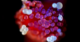 Mirabilis flower pistil with pollen grain