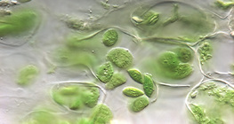 Plant plastids (chloroplasts)