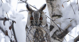 Long-eared owl