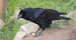 Common raven
