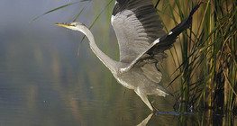 Grey heron