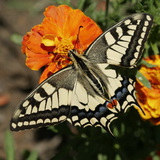 Common yellow swallowtail