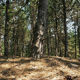 Pine forest