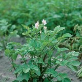 Potato plant