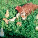 Кокошка и пилета