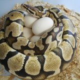 Gallery For > Reptile Eggs