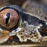 Frog eye