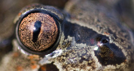Frog eye