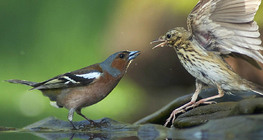 Common chaffinch