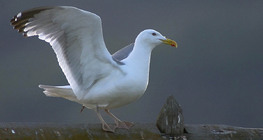 <i>The lesser black-backed gull</i>