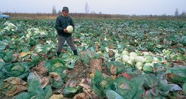 Cabbage harvesting