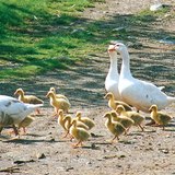 Geese with goslings