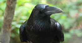 Common raven