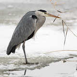 Grey heron