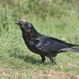 Crow