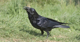 Crow