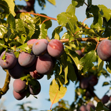 Plum tree