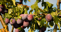 Plum tree