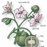 A burgonya virága, termése