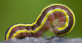 Caterpillar