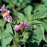 Flowers of the potato