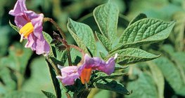 Flowers of the potato