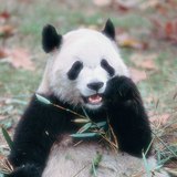 Giant panda
