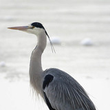 Grey heron