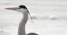 Grey heron