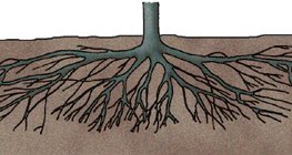 Roots of a plum tree