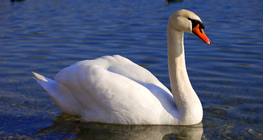 Swan