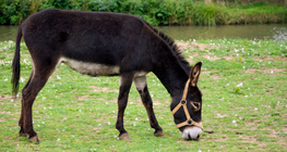 Donkey
