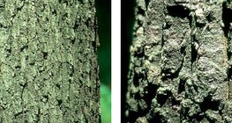 Bark of a sessile oak and a Turkey oak