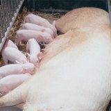 Sow with suckling piglets