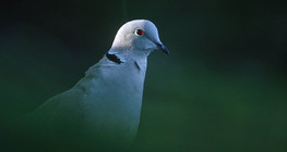 Eurasian collared dove