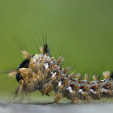Caterpillar