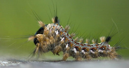 Caterpillar