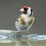 European goldfinch