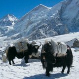A popular animal of the Himalaya regions, the yak